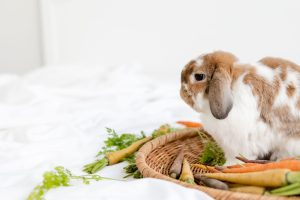 Cute brown and white bunny sat in a basket with carrots