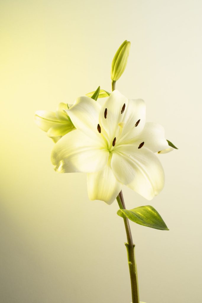 vanilla flower with cream background